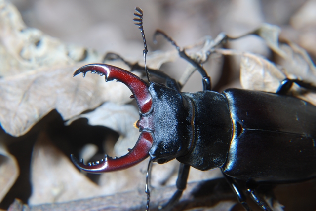 Lucanus cervus: maschio e femmina